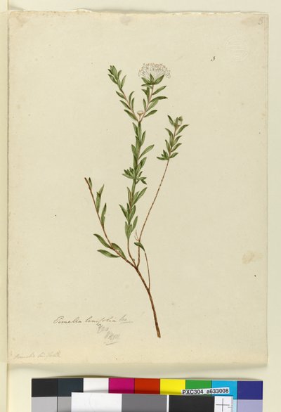 ページ3. Pimelea linifolia、c.1803-06（WC、ペン、インク、鉛筆） 作： John William Lewin