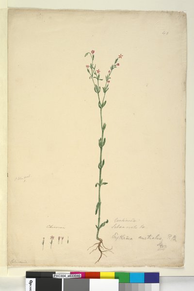 ページ40. Erythraea australis、c.1803-06（トイレ、ペン、インク、鉛筆） 作： John William Lewin
