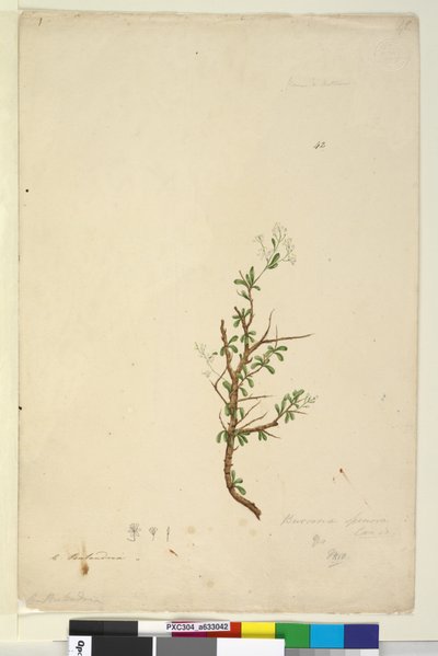 42ページBursaria spinosa、1803年6月6日（WC、ペン、インク、鉛筆） 作： John William Lewin