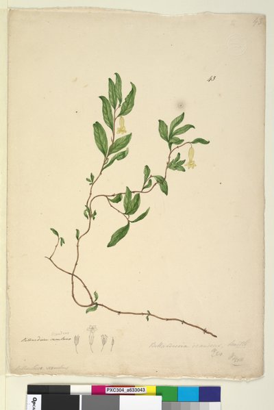 ページ43. Billardiera scandens、c.1803-06（wc、ペン、インク、鉛筆） 作： John William Lewin