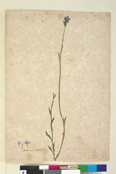 ページ45. Dampiera stricta、c.1803-06（WC、ペン、インク、鉛筆） 作： John William Lewin