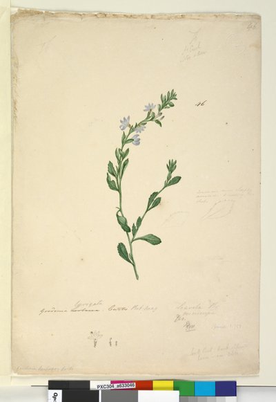 ページ46. Goodenia laevigata、c.1803-06（WC、ペン、インク、鉛筆） 作： John William Lewin