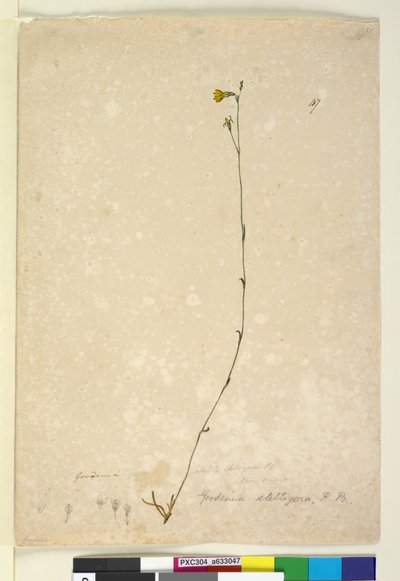 ページ47. Goodenia stelligera、c.1803-06（WC、ペン、インク、鉛筆） 作： John William Lewin