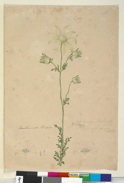 ページ48. Actinotus Helianthi、c.1803-06（トイレ、ペン、インク、鉛筆） 作： John William Lewin
