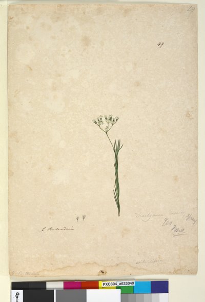 49. Trachymene linearis、c.1803-06（wc、ペン、インク、鉛筆） 作： John William Lewin