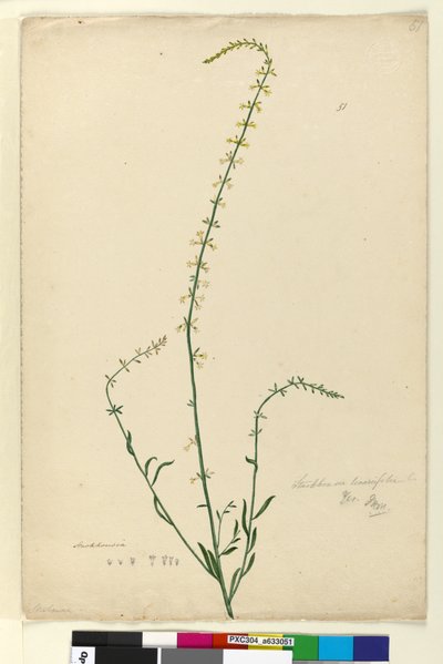 ページ51. Stackhousia、c.1803-06（WC、ペン、インク、鉛筆） 作： John William Lewin