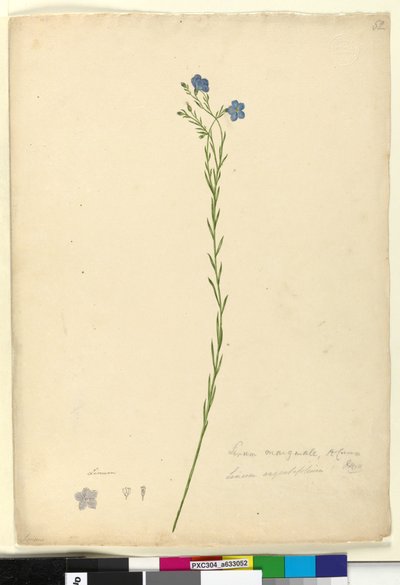 52ページ。Linum marginale、c.1803-06（wc、ペン、インク、鉛筆） 作： John William Lewin