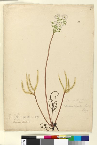 ページ53. Drosera binata、c.1803-06（トイレ、ペン、インク、鉛筆） 作： John William Lewin