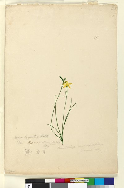 ページ55. Hypoxis hygrometrica、c.1803-06（トイレ、ペン、インク、鉛筆） 作： John William Lewin