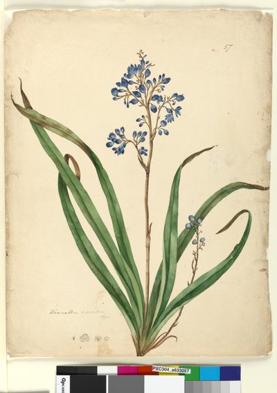 ページ57. Dianella caerulea、c.1803-06（WC、ペン、インク、鉛筆） 作： John William Lewin
