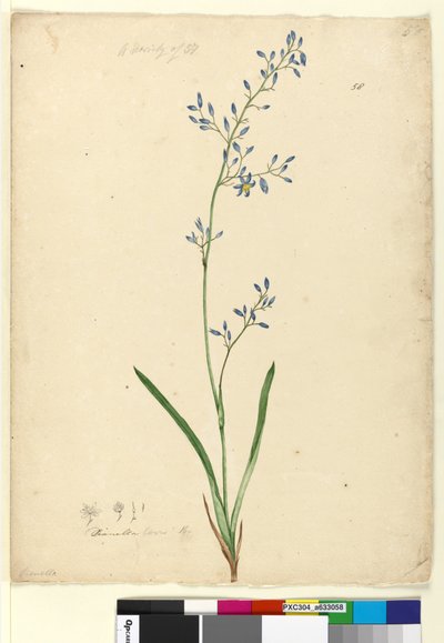 ページ58. Dianella levis、c.1803-06（トイレ、ペン、インク、鉛筆） 作： John William Lewin