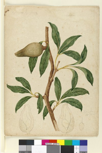 ページ5. Xylomelum pyriforme、c.1803-06（wc、ペン、インク、鉛筆） 作： John William Lewin