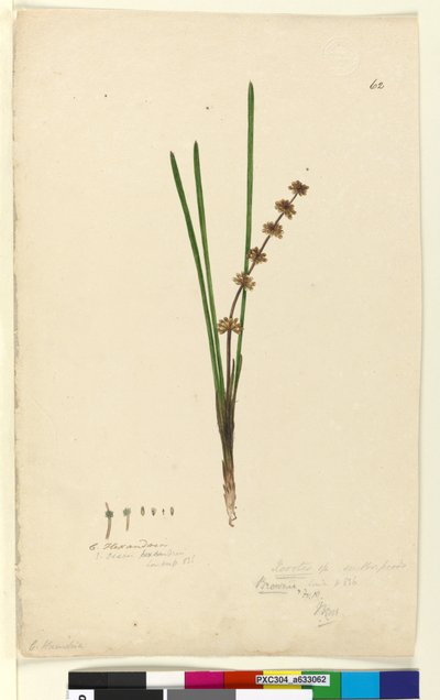ページ62. Xerotes Lomandra multiflora、c.1803-06（WC、ペン、インク、鉛筆） 作： John William Lewin