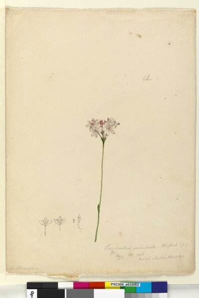 ページ63. Burchardia umbellata、c.1803-06（トイレ、ペン、インク、鉛筆） 作： John William Lewin