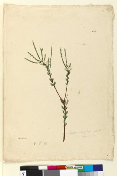 ページ64. Baeckea densifolia、c.1803-06（WC、ペン、インク、鉛筆） 作： John William Lewin