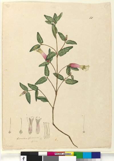 ページ68. Correa speciosa、c.1803-06（トイレ、ペン、インク、鉛筆） 作： John William Lewin