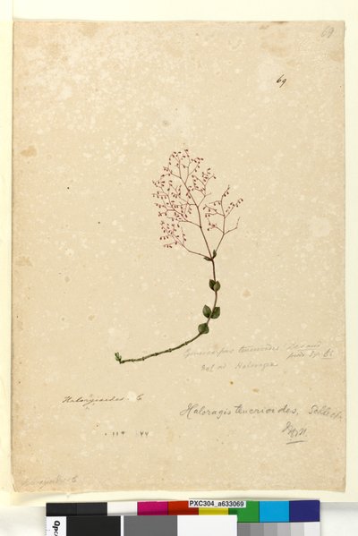 ページ69. Gonocarpus teucrioides、c.1803-06（トイレ、ペン、インク、鉛筆） 作： John William Lewin