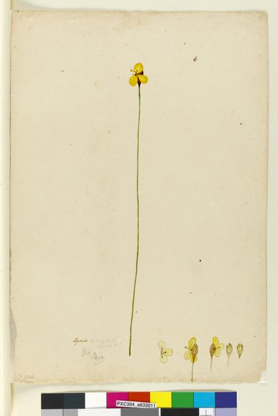 ページ6. Xyris operculata、c.1803-06（WC、ペン、インク、鉛筆） 作： John William Lewin