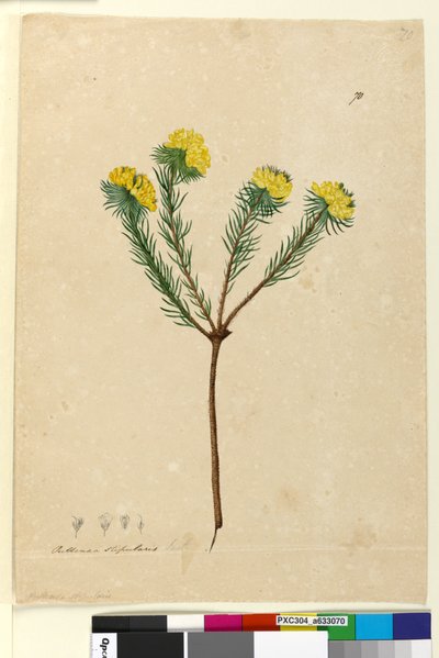70. Pultenaea stipularis、c.1803-06（トイレ、ペン、インク、鉛筆） 作： John William Lewin