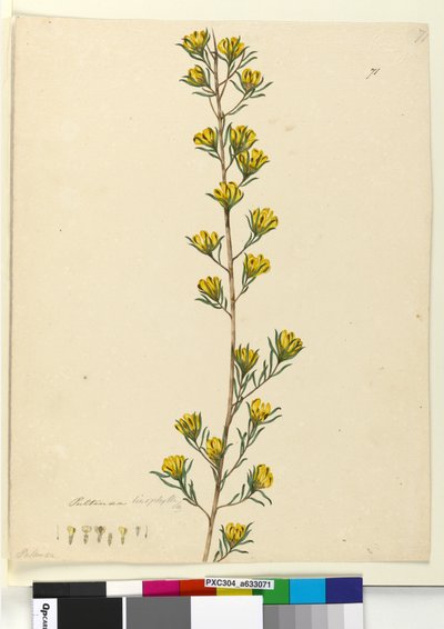 71. Pultenaea linophylla、1803-06年頃（トイレ、ペン、インク、鉛筆） 作： John William Lewin