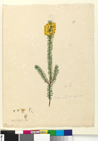73. Dillwynia rubis？、c.1803-06（wc、ペン、インク、鉛筆） 作： John William Lewin