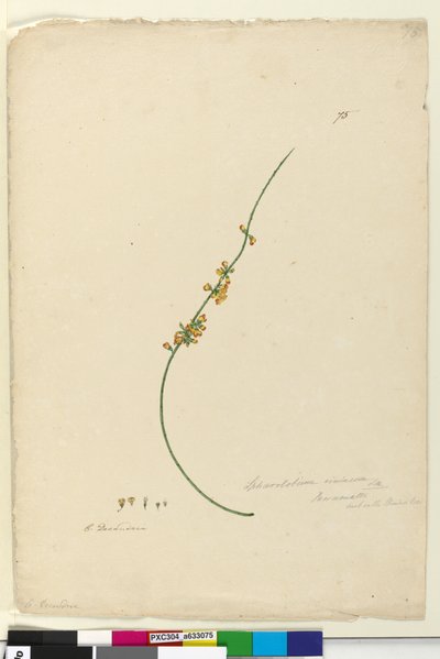 75. Sphaerolobium vimineum、c.1803-06（WC、ペン、インク、鉛筆） 作： John William Lewin