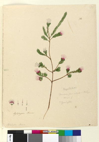 ページ76. Darwinia fascicularis、c.1803-06（トイレ、ペン、インク、鉛筆） 作： John William Lewin