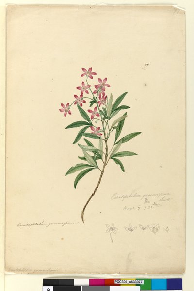 77. Ceratopetalum gummiferum、c.1803-06（トイレ、ペン、インク、鉛筆） 作： John William Lewin