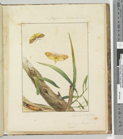 ページ7. Pl.2 Cryptophasa Rebescens Lew、1803-04（手塗りのエッチングプリント） 作： John William Lewin