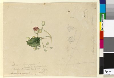 ページ80. Sterculia diversifolia、c.1803-06（WC、ペン、インク、鉛筆） 作： John William Lewin