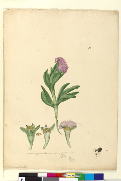 82ページMesembryanthemum aequilaterale、c.1803-06（wc、ペン、インク、鉛筆） 作： John William Lewin