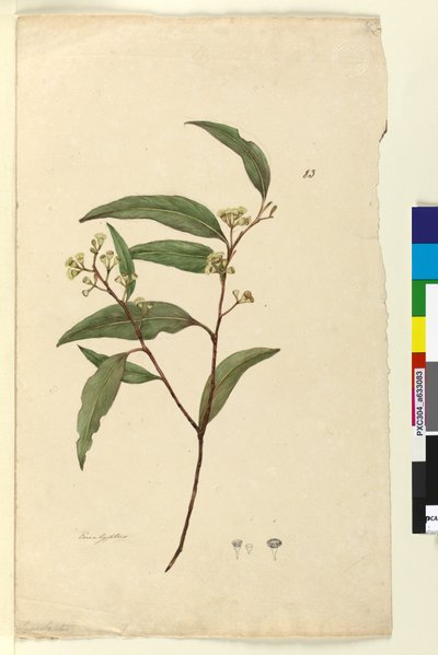 ページ83.ユーカリc.1803-06（トイレ、ペン、インク、鉛筆） 作： John William Lewin