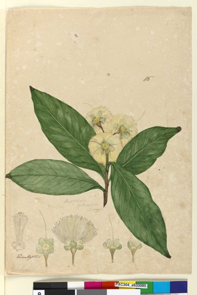 ページ85. Angophora intermedia、c.1803-06（wc、ペン、インク、鉛筆） 作： John William Lewin