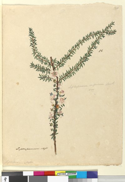 ページ86. Leptospermum scoparium、c.1803-06（WC、ペン、インク、鉛筆） 作： John William Lewin