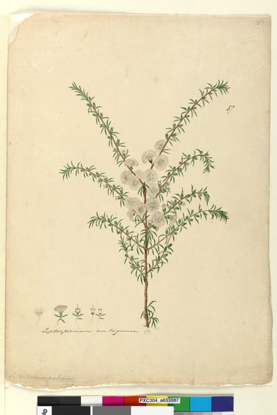 ページ87. Leptospermum ambiguum、c.1803-06（トイレ、ペン、インク、鉛筆） 作： John William Lewin