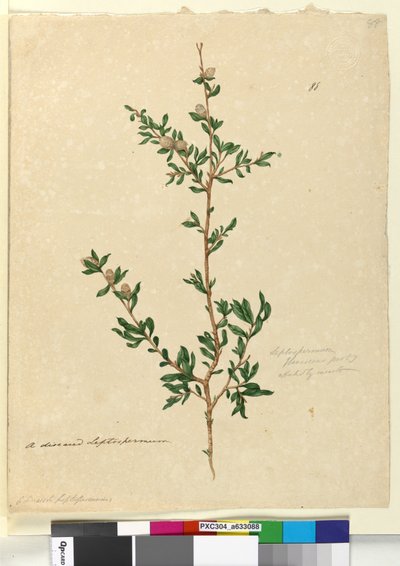 88. Leptospermum flavescens、c.1803-06（トイレ、ペン、インク、鉛筆） 作： John William Lewin