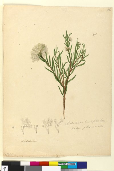 ページ92. Melaleuca linariifolia、c.1803-06（WC、ペン、インク、鉛筆） 作： John William Lewin