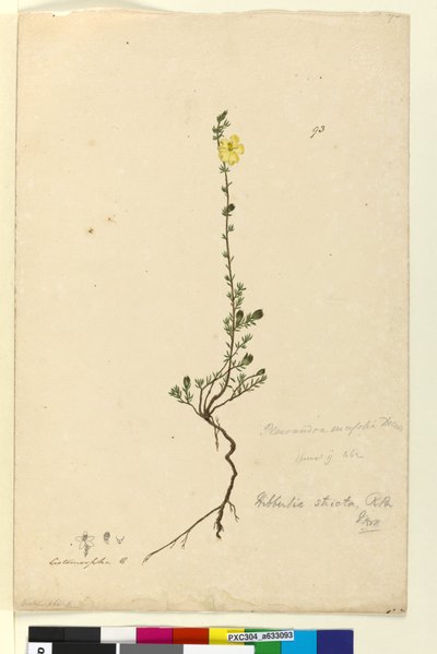93ページ。Hibbertia stricta、c.1803-06（wc、ペン、インク、鉛筆） 作： John William Lewin