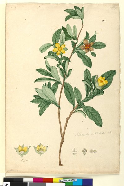 94ページ。Hibbertiavolubilis syn。 Hibbertia scandens、c.1803-06（wc、ペン、インク、鉛筆） 作： John William Lewin
