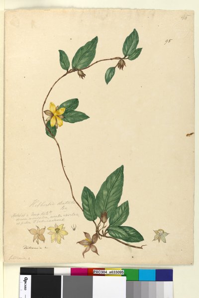 95ページ。Hibbertia dentata、c.1803-06（wc、ペン、インク、鉛筆） 作： John William Lewin
