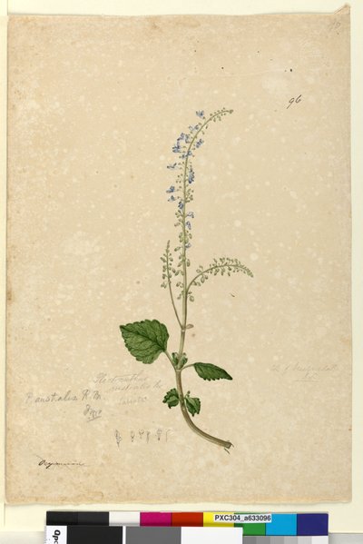 ページ96. Plectranthus australis、c.1803-06（WC、ペン、インク、鉛筆） 作： John William Lewin