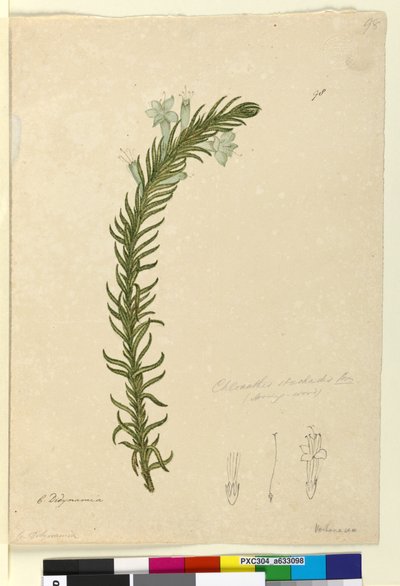 98. Chloanthes stoechadis、1803-06年頃（トイレ、ペン、インク、鉛筆） 作： John William Lewin