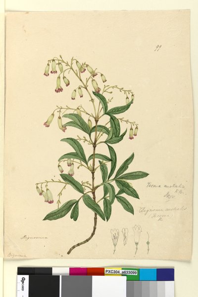 ページ99. Bignonia australisPandorea pandorana、c.1803-06（WC、ペン、インク、鉛筆） 作： John William Lewin