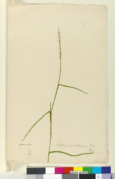 ページ9. Lepturus cylindricus、c.1803-06（トイレ、ペン、インク、鉛筆） 作： John William Lewin