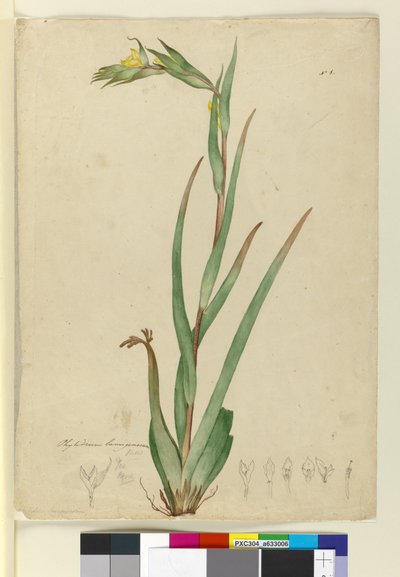 l。 Phylidrum lanuginosum、c.1803-06（WC、ペン、インク、鉛筆） 作： John William Lewin