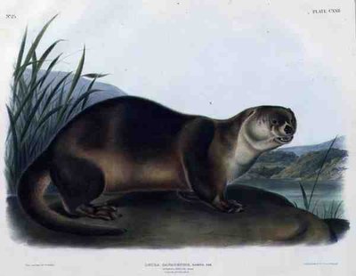 カナダカワウソ（Lutra Canadensis or Lataxina Mollis）、John T. Bowen（1801-c.1856）が彫刻した「Quadrupeds of North America」の122番プレート。 作： John Woodhouse (after) Audubon