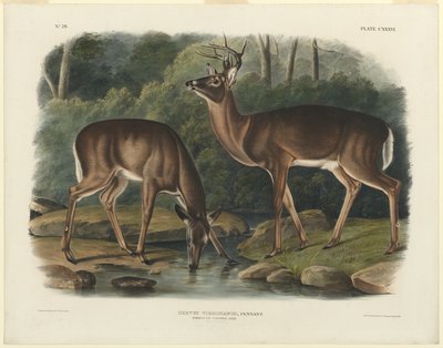 バージニア鹿 作： John Woodhouse Audubon