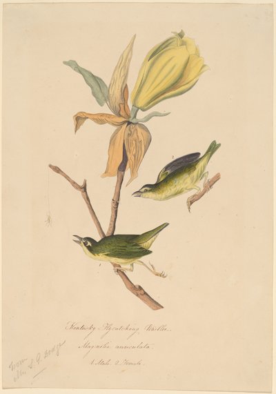 ケンタッキーフライキャッチウグイス 作： John Woodhouse Audubon