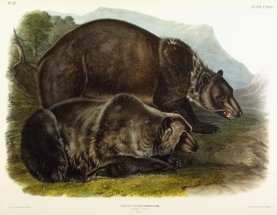 男性のグリズリーベア、1848 作： John Woodhouse Audubon