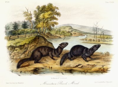 マウンテンブルックミンク、1849〜1854年 作： John Woodhouse Audubon